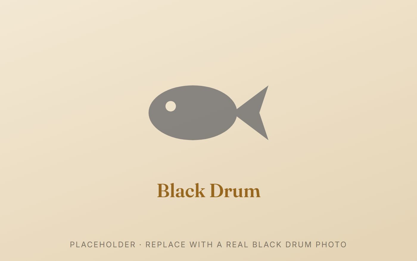 Black drum, a deep-bodied inshore fish with dusky vertical bars and chin barbels