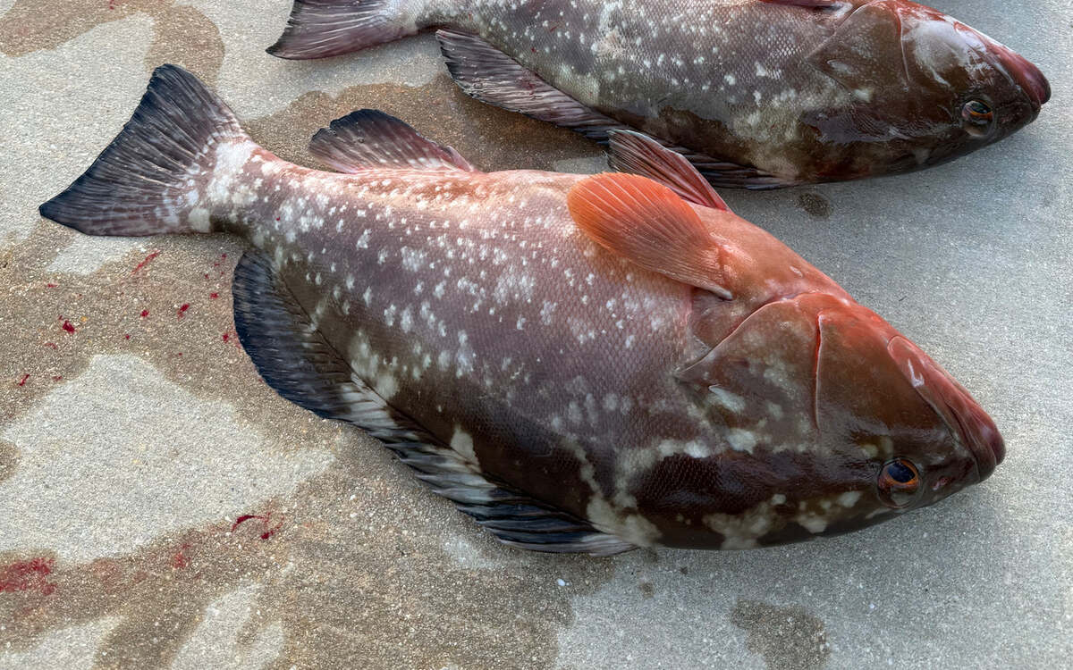 Two rust-red groupers with scattered white blotches laid on a dock, freshly caught