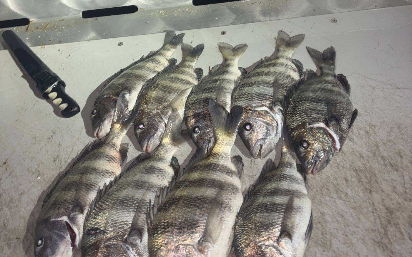 A limit of sheepshead with bold vertical bars laid out on a boat cleaning table at night