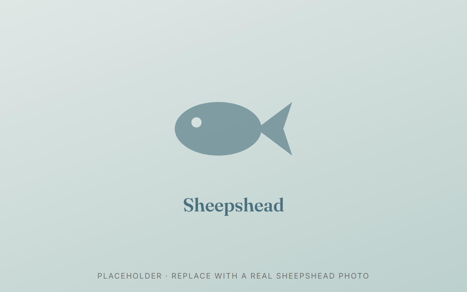 Sheepshead — a deep-bodied inshore fish with bold vertical black and silver bars