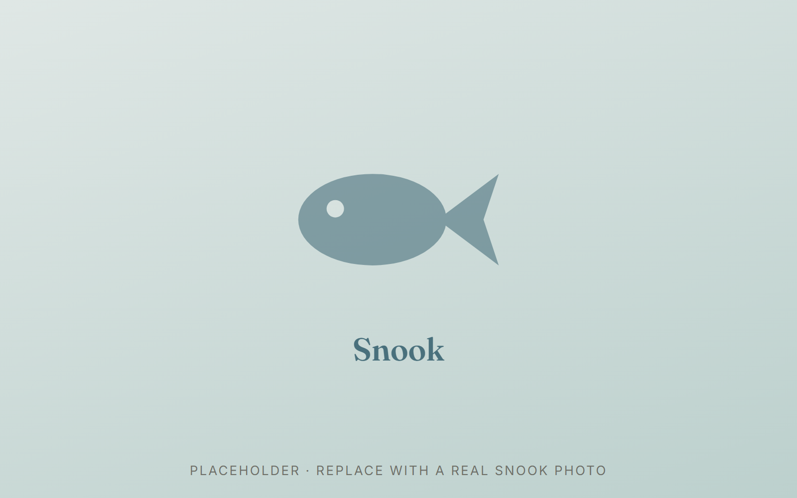 Common snook — a sleek silver gamefish with a distinctive black lateral line
