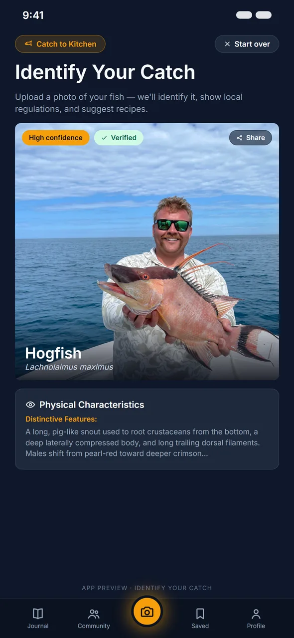 Catch 'N Bake identify screen: a hogfish identified with high confidence, species name and details shown
